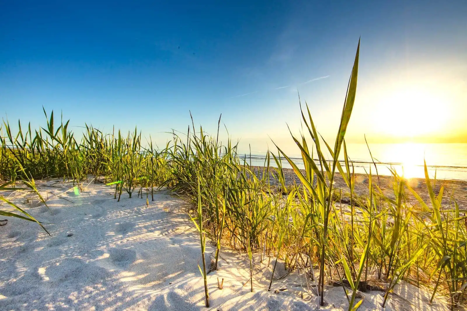 Strandhafer in den Dünen an der Ostsee im warmen Abendlicht
